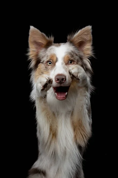 As patas de ondas de cão. engraçado fronteira collie no um preto fundo no o estúdio — Fotografia de Stock