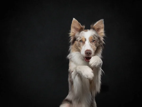 The dog waves paws. Funny border collie on a black background in the studio — Stock Photo, Image