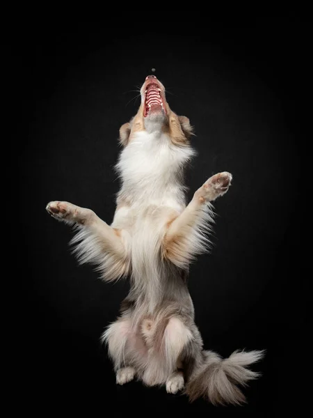 Köpek pençelerini sallıyor. Stüdyoda siyah arka planda komik bir çoban köpeği var. — Stok fotoğraf