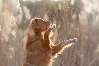 Köpek pençelerimi sallıyor. Doğadaki Nova Scotia Duck Tolling Retriever. Güneşte uzun otların arasında güzel bir hayvan