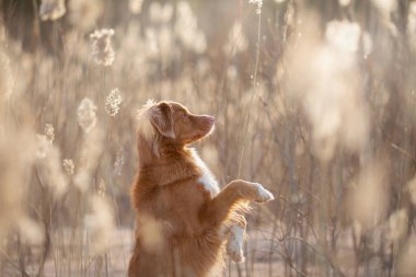 Köpek pençelerimi sallıyor. Doğadaki Nova Scotia Duck Tolling Retriever. Güneşte uzun otların arasında güzel bir hayvan