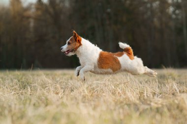 Köpek tarlada koşar. Doğada aktif bir hayvan. Küçük Jack Russell Teriyeri
