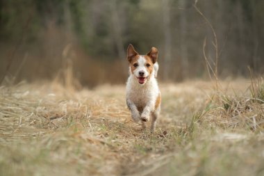 Köpek tarlada koşar. Doğada aktif bir hayvan. Küçük Jack Russell Teriyeri