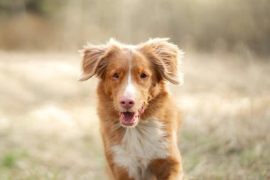 Köpek tarlada koşar. Doğada aktif bir hayvan. Nova Scotia Duck Tolling Retriever