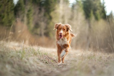 Köpek tarlada koşar. Doğada aktif bir hayvan. Nova Scotia Duck Tolling Retriever