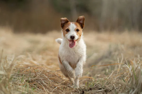 O cão corre no campo. Animal de estimação ativo na natureza. Pequeno Jack Russell Terrier — Fotografia de Stock