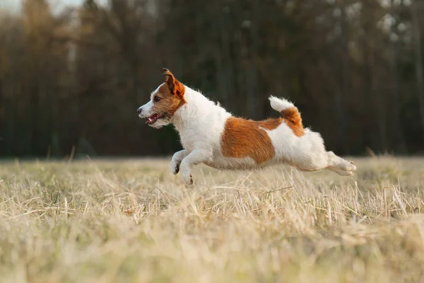 Hunden springer på fältet. Aktivt husdjur i naturen. Lille Jack Russell Terrier — Stockfoto