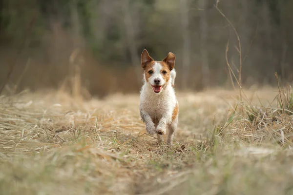 Pes běhá po poli. Aktivní mazlíček v přírodě. Malý Jack Russell teriér — Stock fotografie