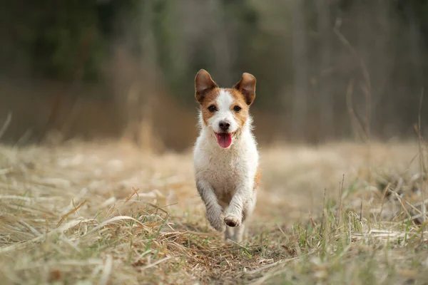 Hunden springer på fältet. Aktivt husdjur i naturen. Lille Jack Russell Terrier — Stockfoto