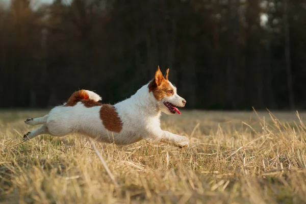 Le chien court dans le champ. Animaux actifs dans la nature. Petit Jack Russell Terrier — Photo
