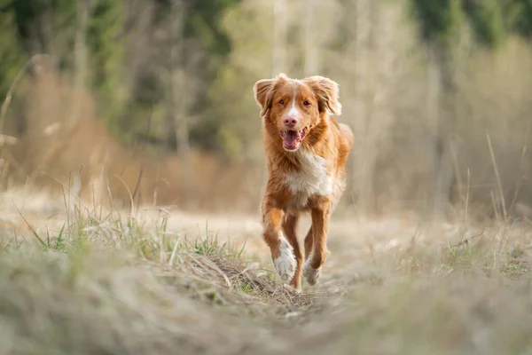 El perro corre en el campo. Activa mascota en la naturaleza. Retriever de peaje de pato de Nueva Escocia —  Fotos de Stock