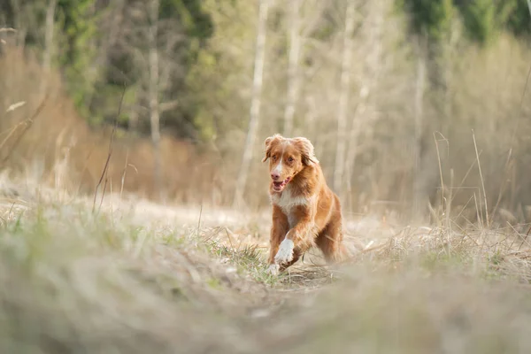 Hunden springer på fältet. Aktivt husdjur i naturen. Nova Scotia Duck Tolling Retriever — Stockfoto