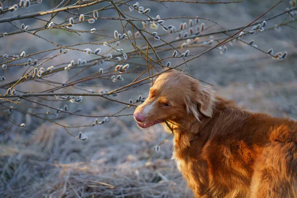 개가 버드나무 냄새를 맡아. 봄에 자연을 살펴보자. 봄 공원에 있는 통행자 — 스톡 사진