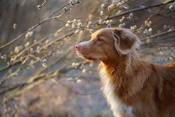 Hunden sniffar en pil. Sällskapsdjur på våren. fyllnadsmedel i vårparken — Stockfoto