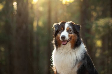 Doğadaki köpek. Güzel orman, ışık, gün batımı. Arka planda Avustralyalı Çoban.