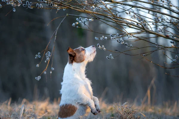 Hond ruikt een wilg. Huisdier over de natuur in het voorjaar. Jack Russell Terrier in het voorjaar in het park — Stockfoto