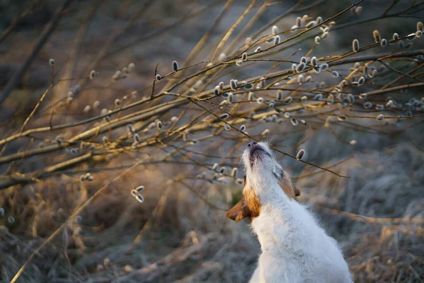 Hond ruikt een wilg. Huisdier over de natuur in het voorjaar. Jack Russell Terrier in het voorjaar in het park — Stockfoto