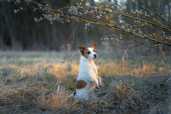 Hunden sniffar en pil. Sällskapsdjur på våren. Jack Russell Terrier på våren i parken — Stockfoto