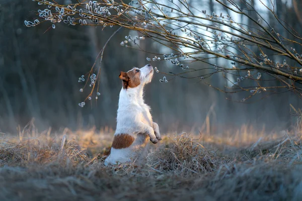 Hunden sniffar en pil. Sällskapsdjur på våren. Jack Russell Terrier på våren i parken — Stockfoto