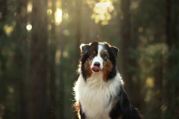 Hund in der Natur. Schöner Wald, Licht, Sonnenuntergang. Australian Shepherd im Hintergrund. — Stockfoto