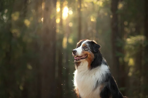 Dog in nature. Beautiful forest, light, sunset. Australian Shepherd in the background landscape. — Stock Photo, Image