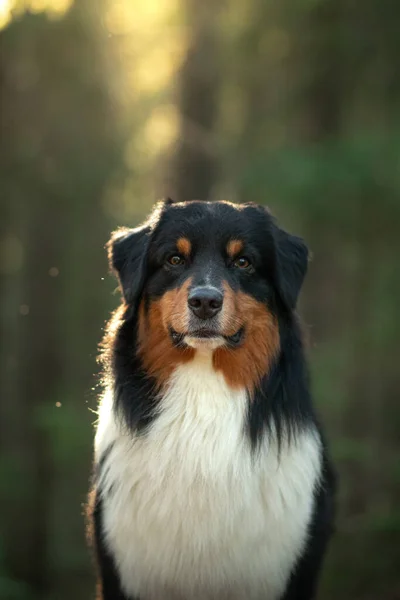 Cão na natureza. Linda floresta, luz, pôr-do-sol. Pastor australiano na paisagem de fundo . — Fotografia de Stock