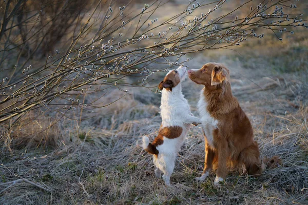 İki köpek birlikte, küçük ve büyük söğüdü kokluyor. Bahar parkının doğasında evcil hayvan — Stok fotoğraf