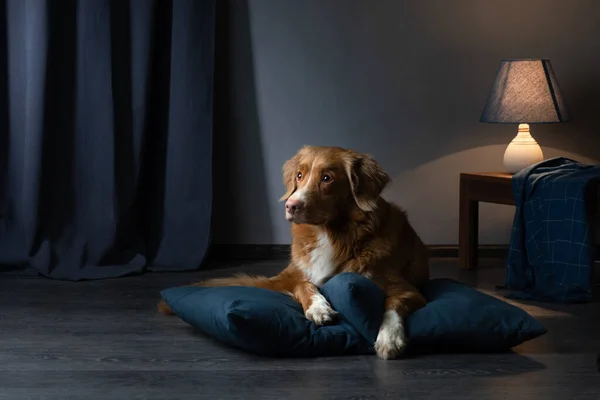 Chien sur un canapé en cuir dans un loft intérieur. animal de compagnie est à la maison sur le fond de mur bleu . — Photo