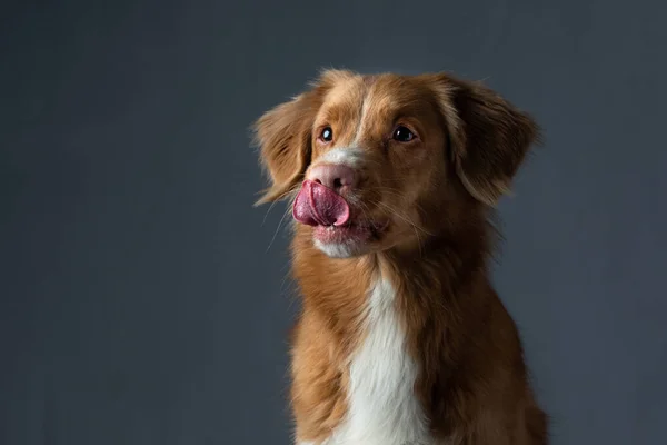 Leckt sich der Hund die Lippen. Porträt Nova Scotia Duck Tolling Retriever. Haustier im Studio — Stockfoto