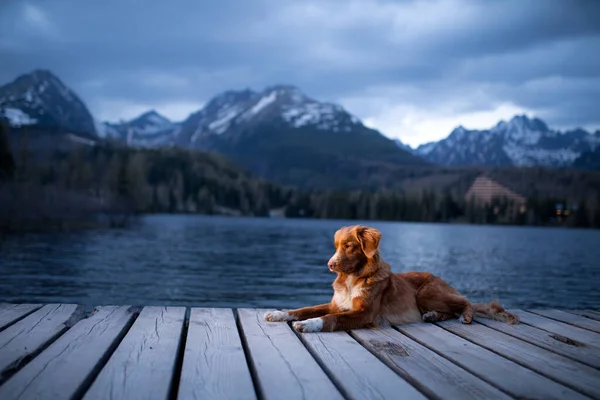 Cão em uma ponte de madeira pelo lago em um contexto de montanhas. Vista noturna. Viajar com animais de estimação na natureza — Fotografia de Stock