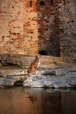 Suyun kenarında taşların üzerinde oturan köpek. Nova Scotia Duck Tolling Retriever harabe halinde. Doğada evcil hayvan. 