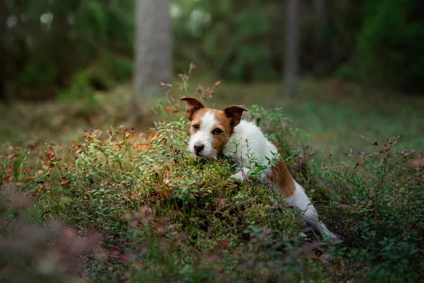 Bella vista dall'alto. Divertente jack russell terrier nella foresta — Foto Stock