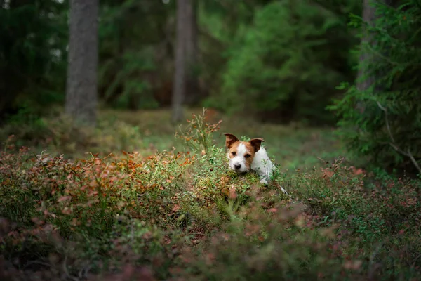 Mignon chien vue de dessus. Funny jack russell terrier dans la forêt — Photo