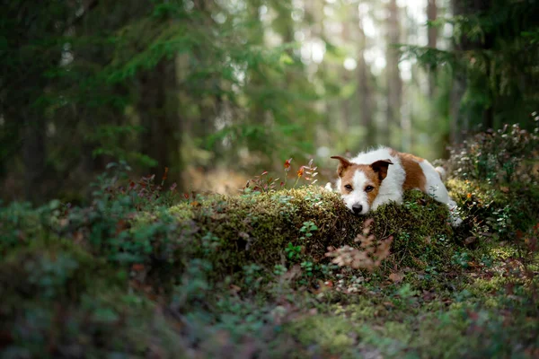 Cute dog top view. Funny jack russell terrier in the forest