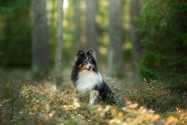 Ormandaki köpek. Doğada evcil hayvan. 