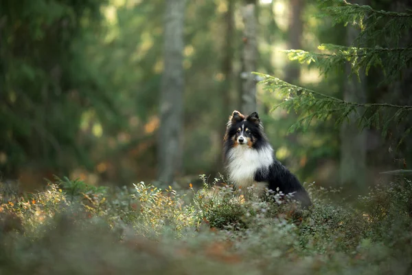 Perro en el bosque. Mascota en la naturaleza. — Foto de Stock