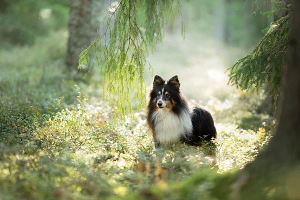 Hund i skogen. Sällskapsdjur på naturen. — Stockfoto