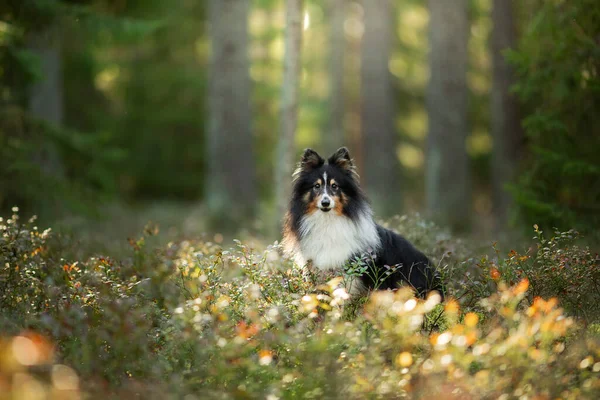 Perro en el bosque. Mascota en la naturaleza. — Foto de Stock