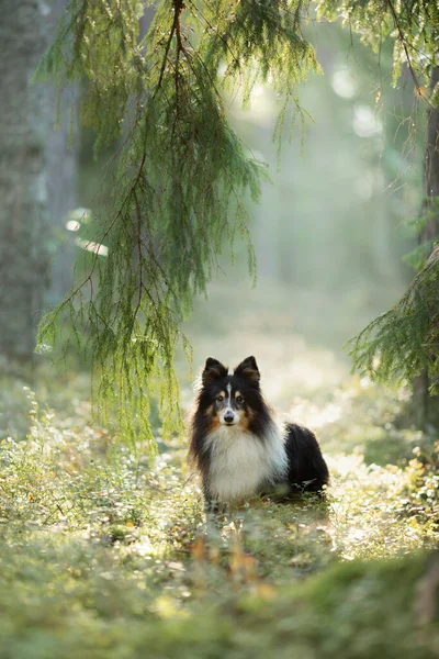 Dog in the forest. Pet on the nature. — Stock Photo, Image