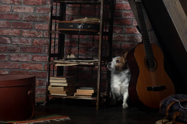 A kutya a padláson bujkál. Elszigeteltség, öreg, poros. Elhagyott kisállat. Jack Russell Terrier vagyok. — Stock Fotó