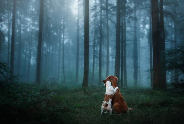 Cão em uma floresta nebulosa. Animal de estimação na natureza. vermelho Nova Scotia Pato Tolling Retriever e Jack Russell terrier — Fotografia de Stock