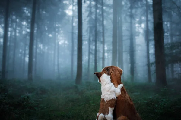 Hund i en dimmig skog. Sällskapsdjur på naturen. röd Nova Scotia Duck Tolling Retriever och jack russell terrier — Stockfoto