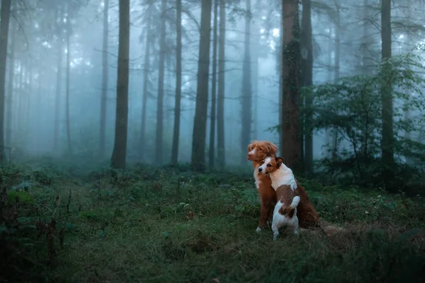 霧深い森の中の犬。自然界のペット。レッドノバスコシアダックトロールレトリバーとジャック・ラッセル・テリア — ストック写真