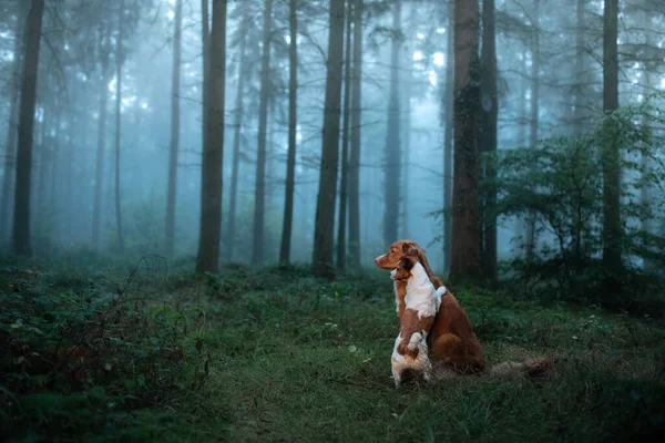 Perro en un bosque de niebla. Mascota en la naturaleza. rojo Nova Scotia pato peaje recuperador y jack russell terrier — Foto de Stock