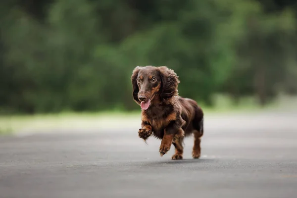 Perro en la naturaleza en el parque. Cachorro Dachshund. Mascota para un paseo — Foto de Stock