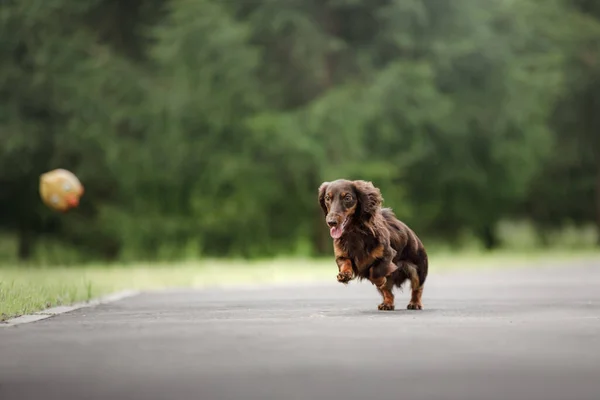 Dog on nature in the park. Dachshund puppy. Pet for a walk — Stock Photo, Image