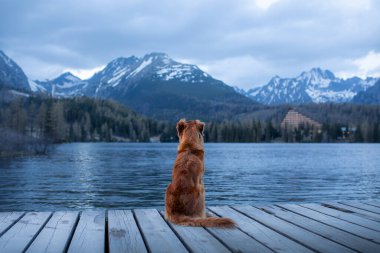 Dağların arkasındaki gölün kıyısındaki tahta köprüde bir köpek. Akşam manzarası. Doğada evcil hayvanlarla seyahat etmek