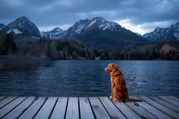 Собака на дерев'яному мосту біля озера на тлі гір. Вечірній вид. Подорожі з домашніми тваринами в природі — стокове фото