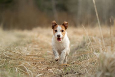Köpek tarlada koşar. Doğada aktif bir hayvan. Küçük Jack Russell Teriyeri