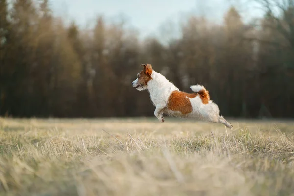 The dog runs in the field. Active pet in nature. Little Jack Russell Terrier — Stock Photo, Image